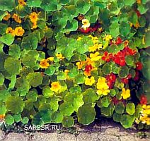 настурция настурция